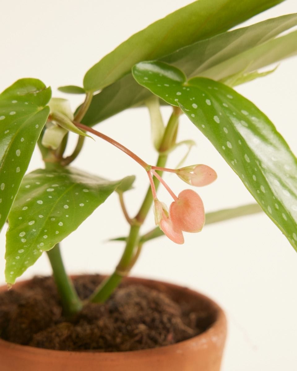 Baby Begonia Polka Dot Albopicta