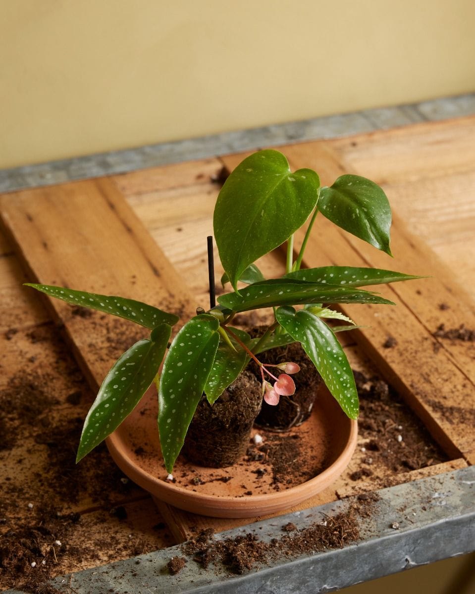 Baby Begonia Polka Dot Albopicta