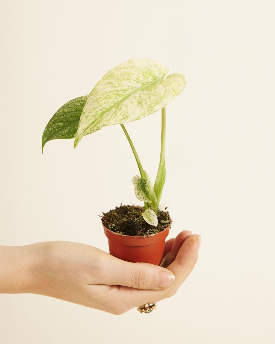 Baby Monstera Swiss-cheese Plant Deliciosa Mint
