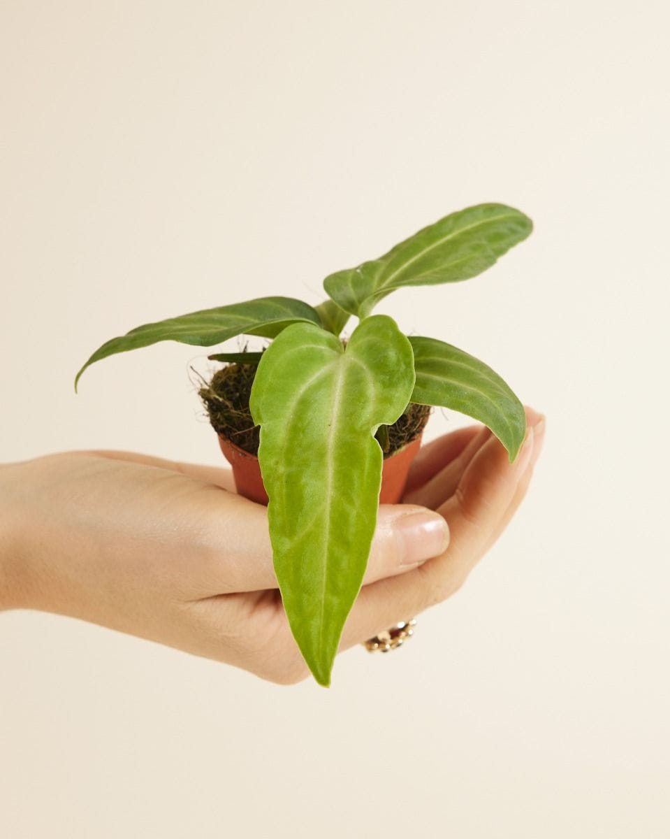 Baby Anthurium Flamingo Plant Villenaorum