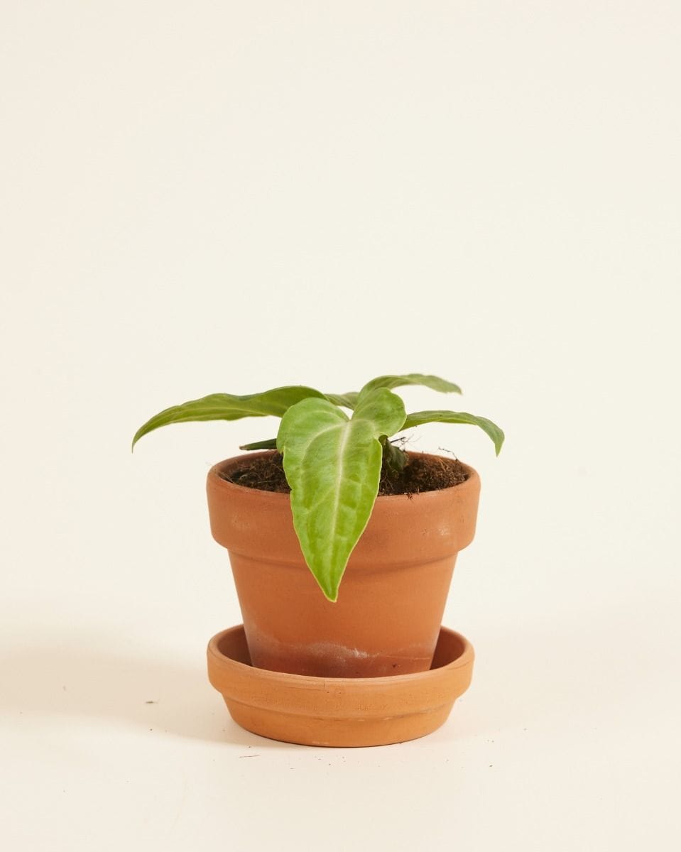 Baby Anthurium Flamingo Plant Villenaorum