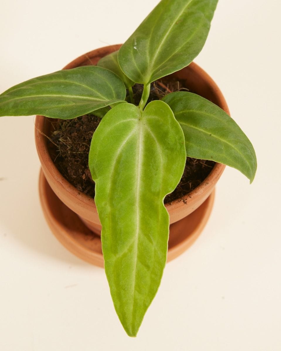 Baby Anthurium Flamingo Plant Villenaorum