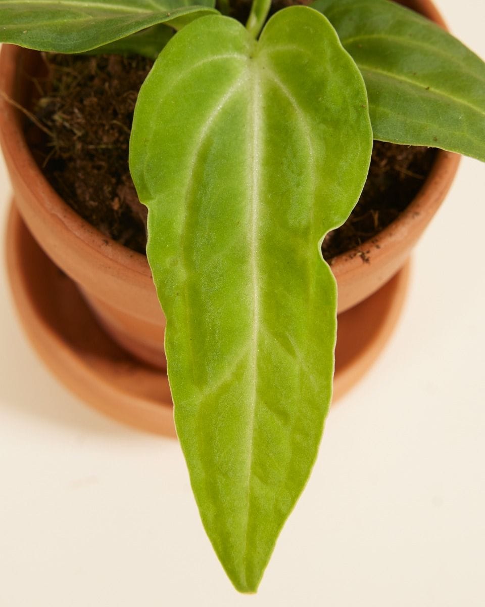 Baby Anthurium Flamingo Plant Villenaorum