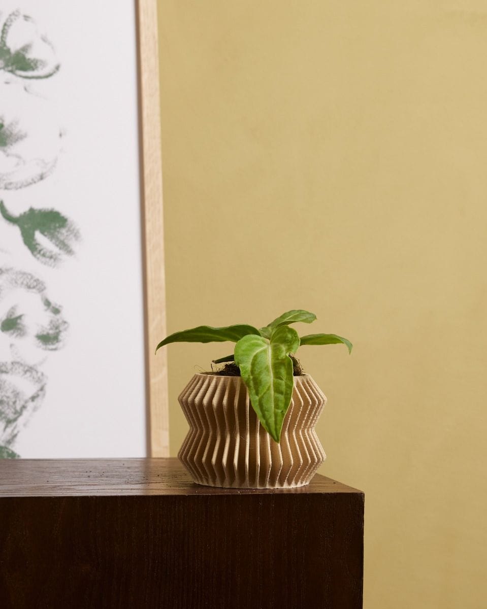 Baby Anthurium Flamingo Plant Villenaorum