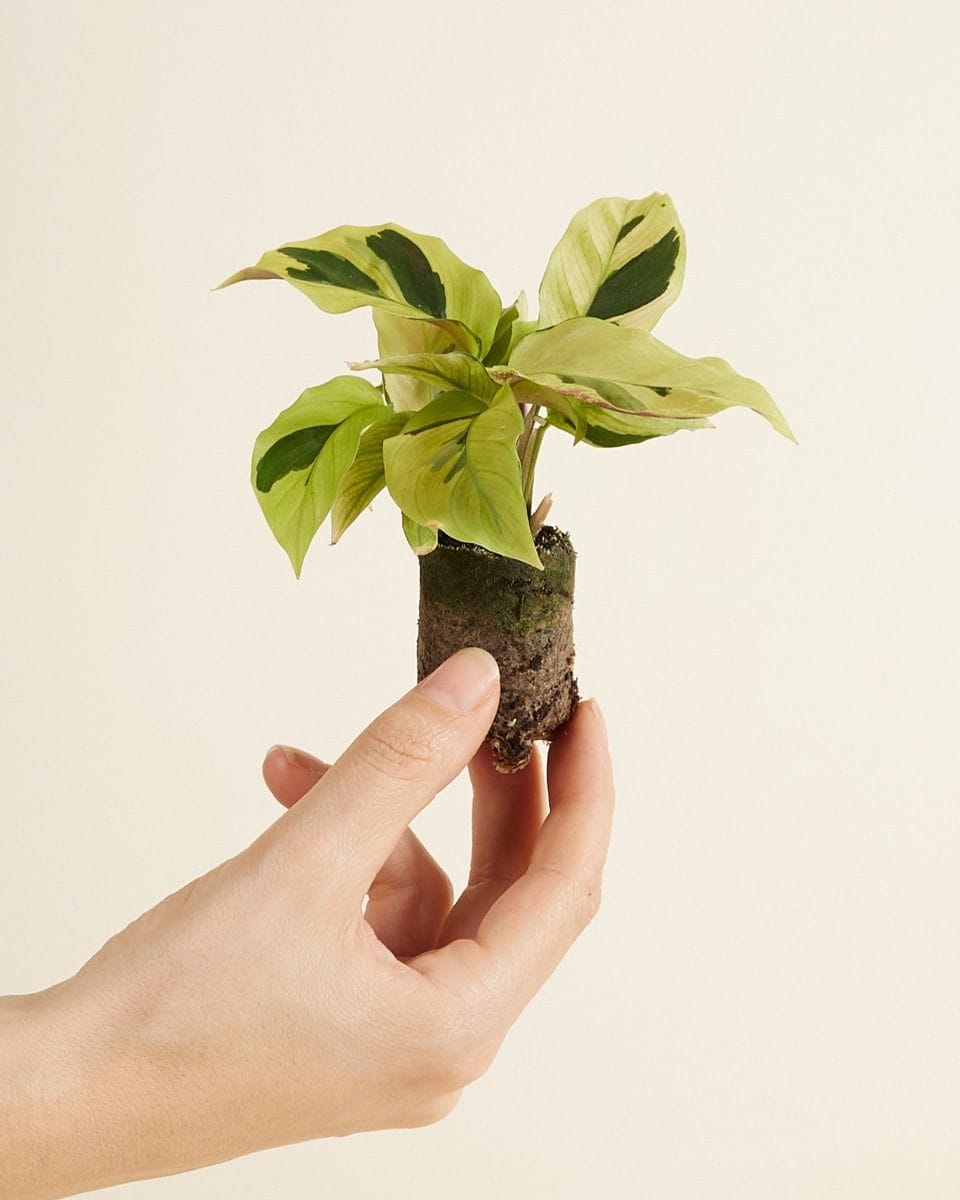 Baby Calathea Prayer Plant Yellow Fusion