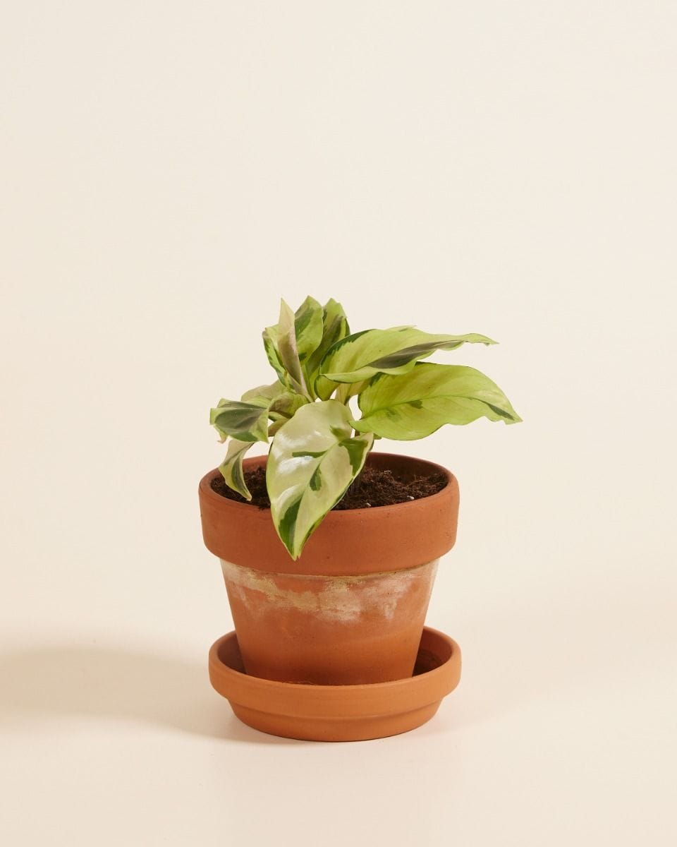 Baby Calathea Prayer Plant Yellow Fusion