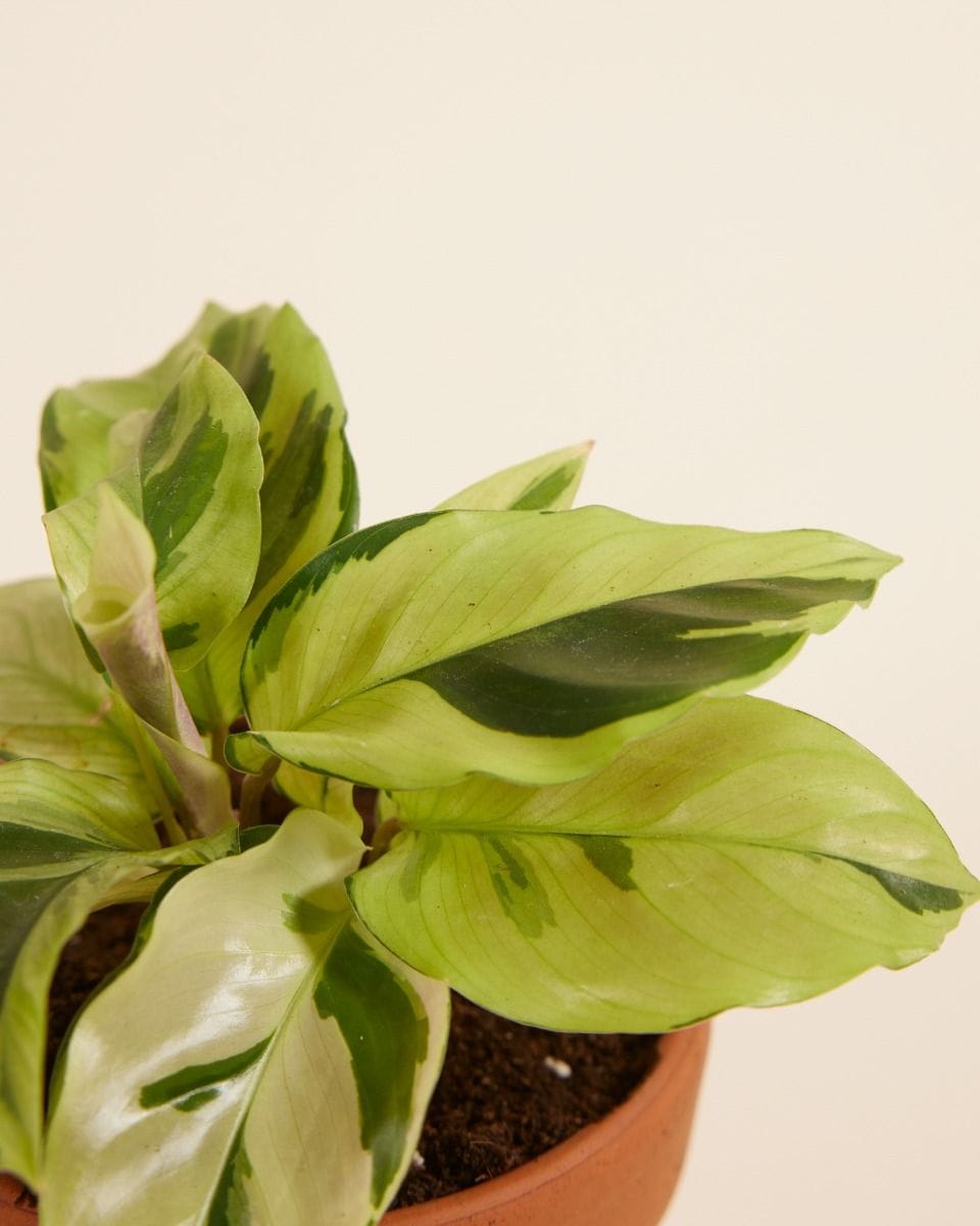 Baby Calathea Prayer Plant Yellow Fusion