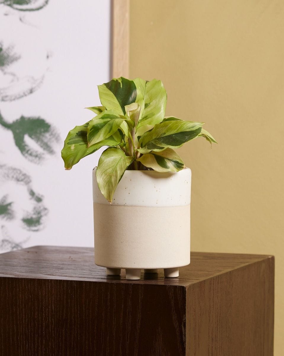 Baby Calathea Prayer Plant Yellow Fusion