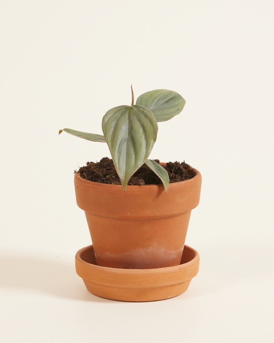 Baby Philodendron SP Colombia