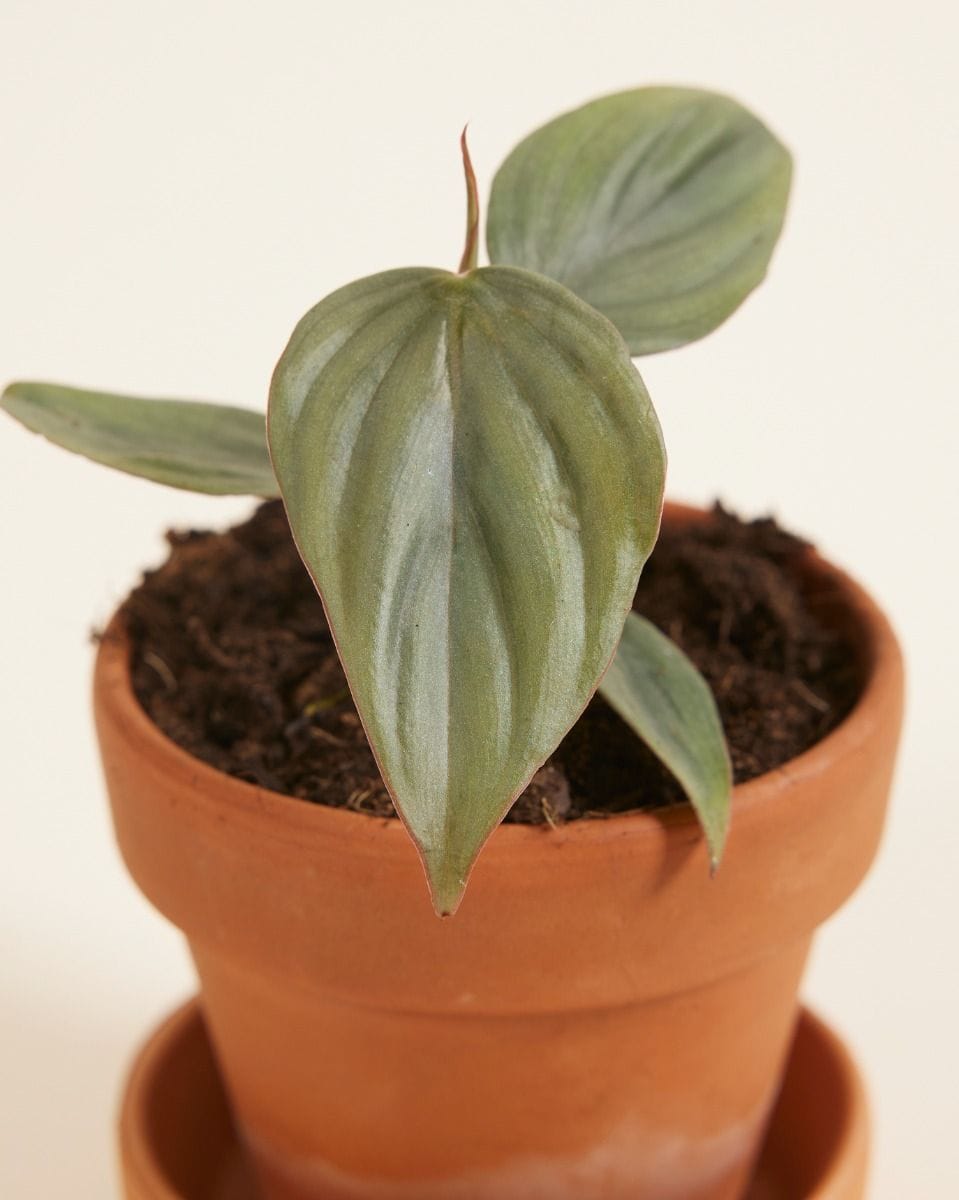 Baby Philodendron SP Colombia