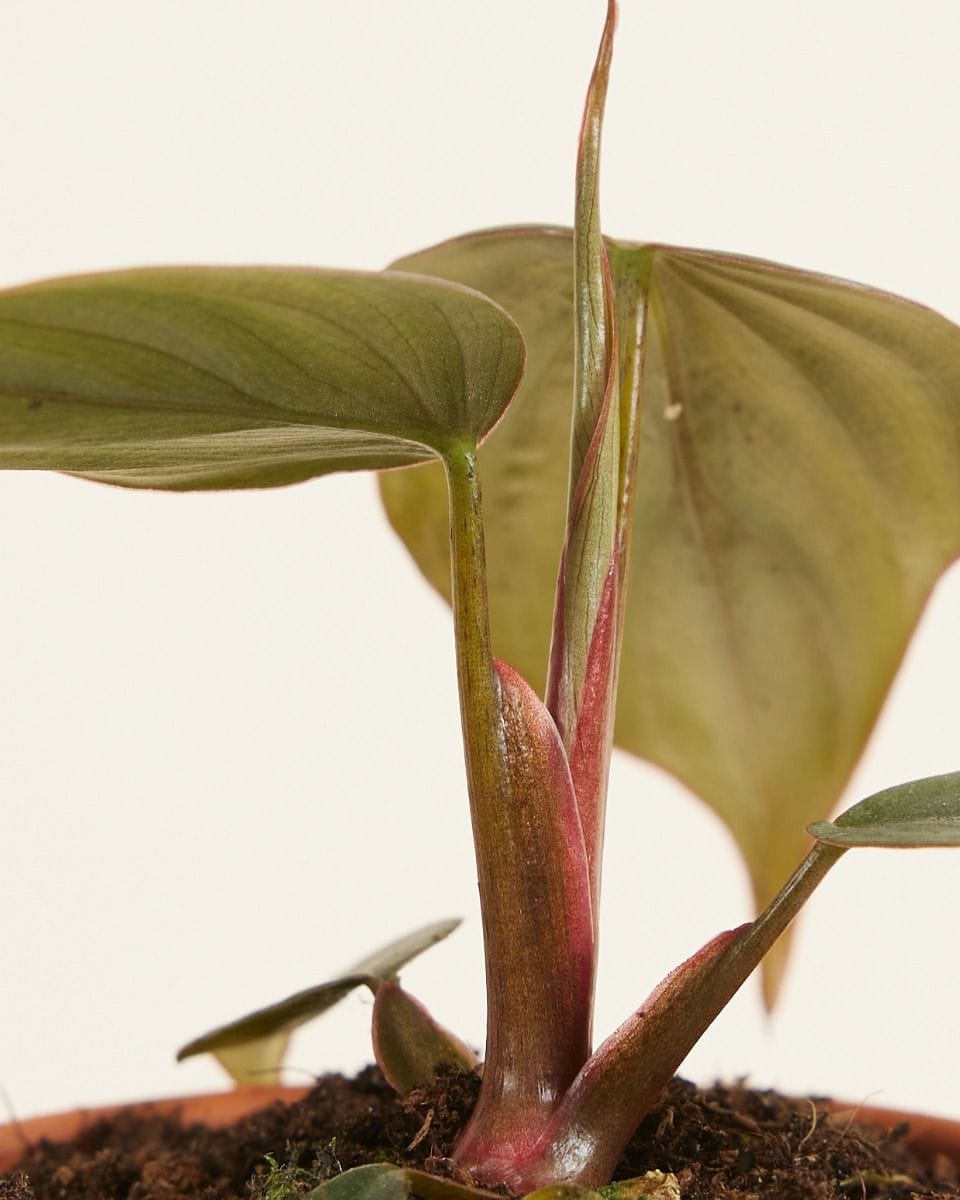 Baby Philodendron SP Colombia