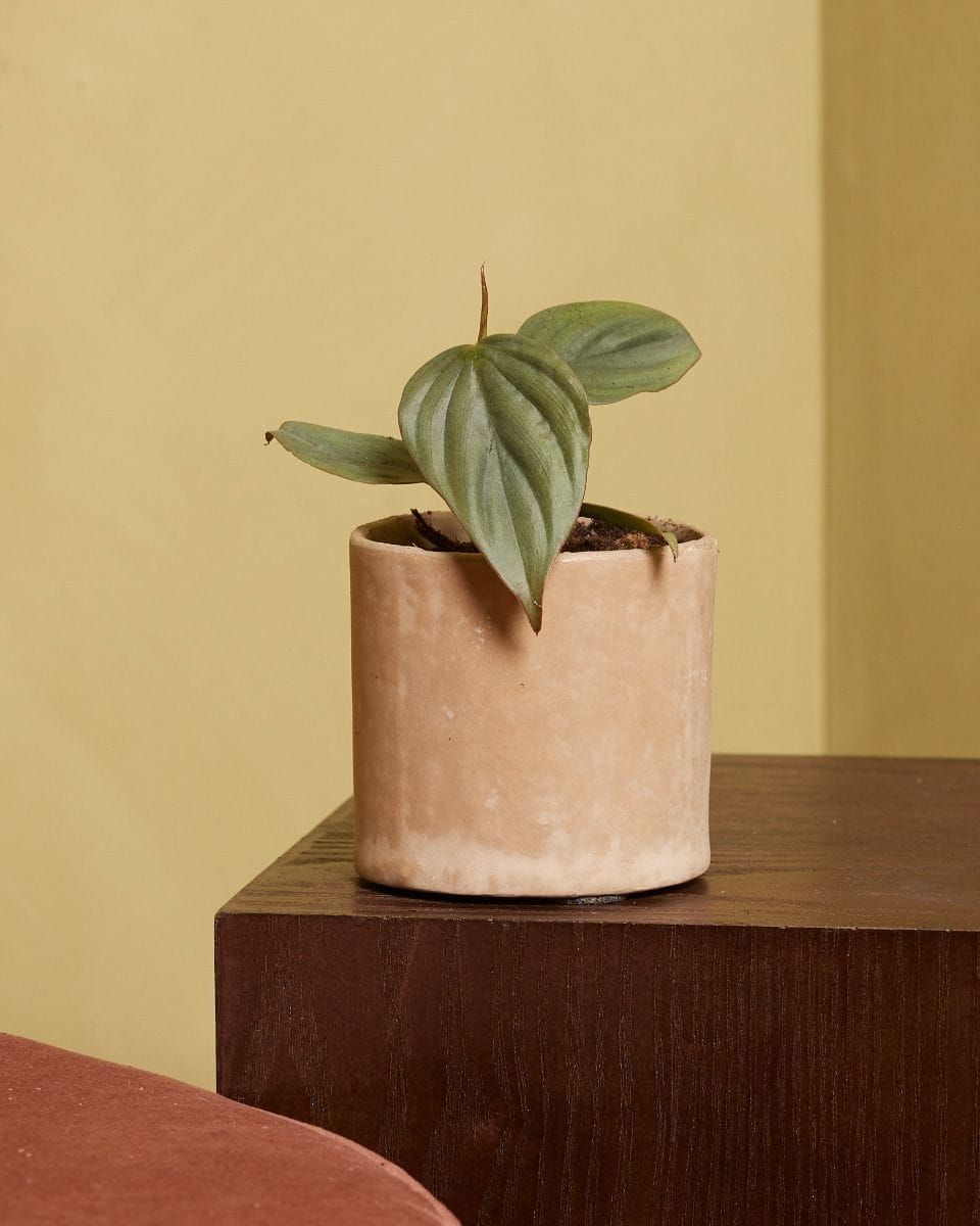 Baby Philodendron SP Colombia