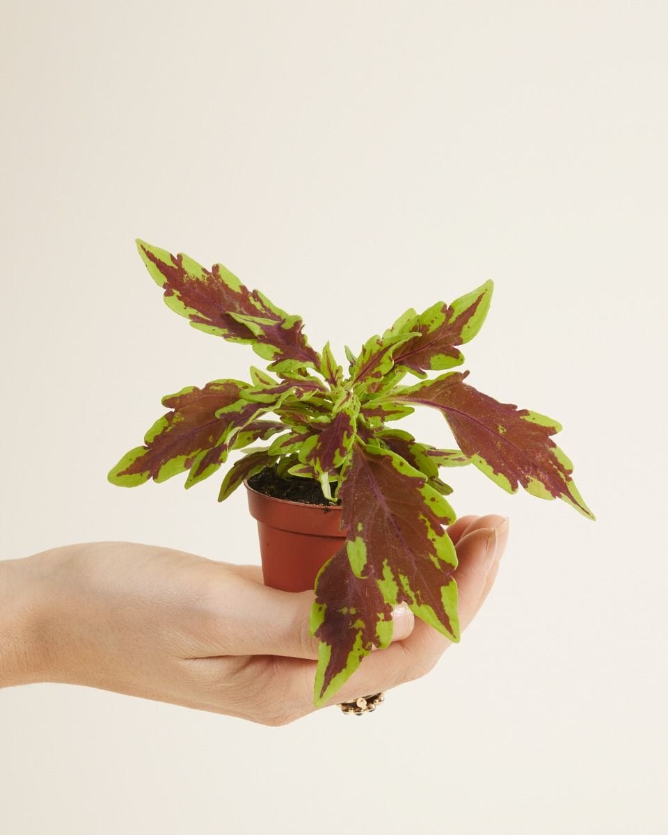 Baby Coleus Spurflower Le Freak