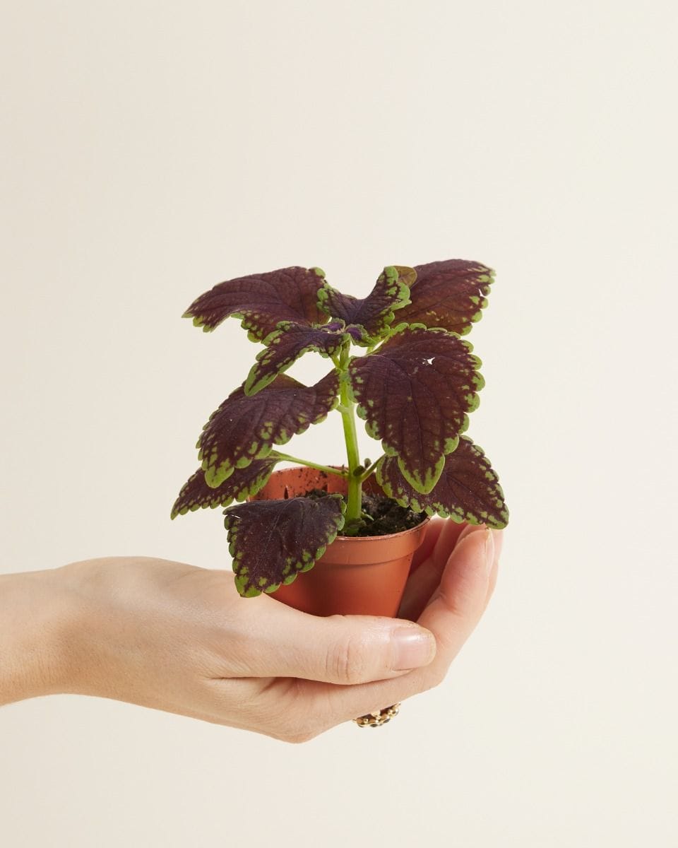Baby Coleus Spurflower 'Main Street Abbey Road'