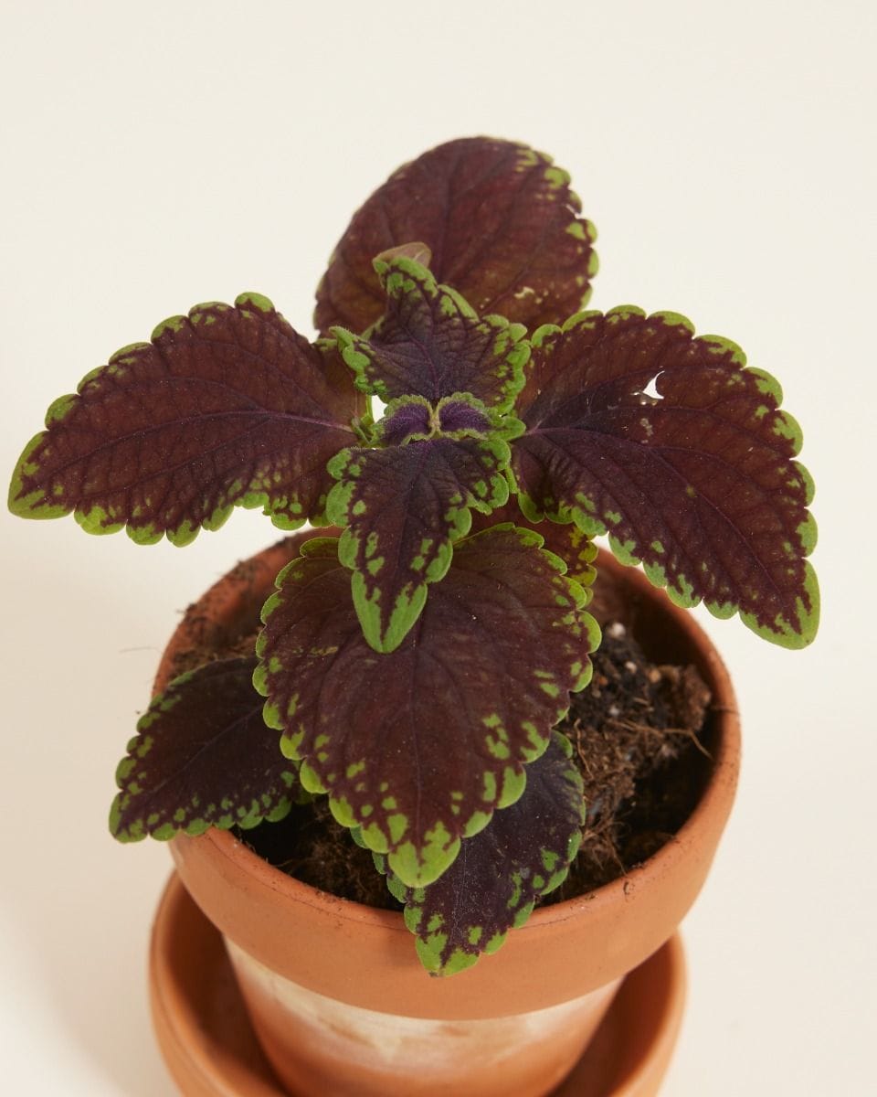 Baby Coleus Spurflower 'Main Street Abbey Road'