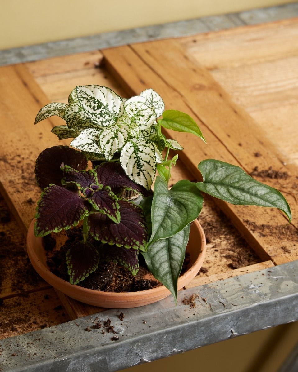Baby Coleus Spurflower 'Main Street Abbey Road'