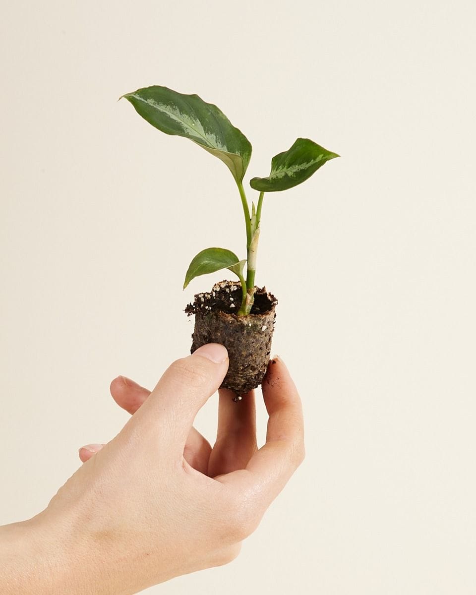 Baby Aglaonema Chinese Evergreen Pictum