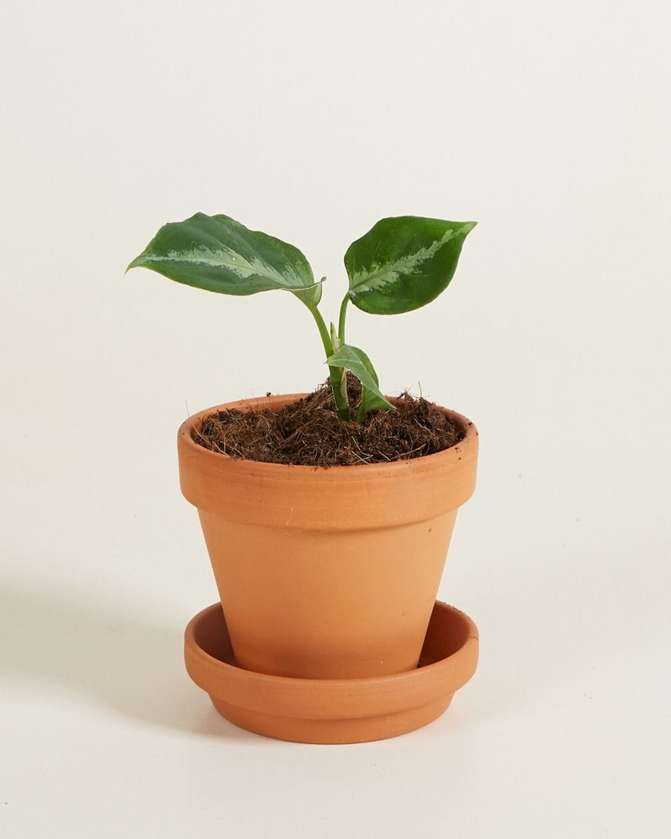 Baby Aglaonema Chinese Evergreen Pictum