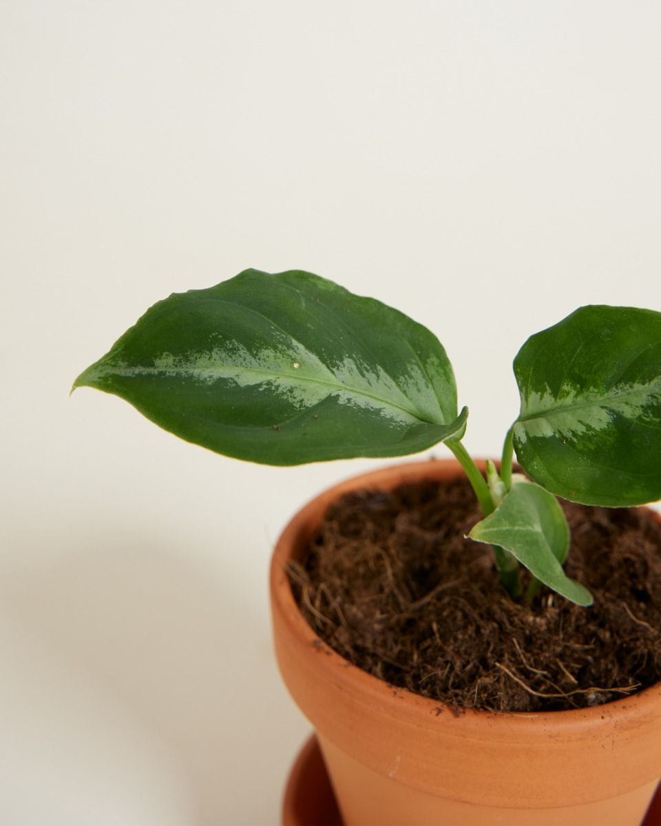 Baby Aglaonema Chinese Evergreen Pictum