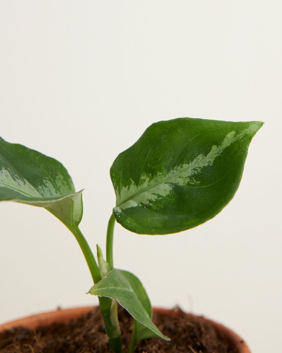 Baby Aglaonema Chinese Evergreen Pictum
