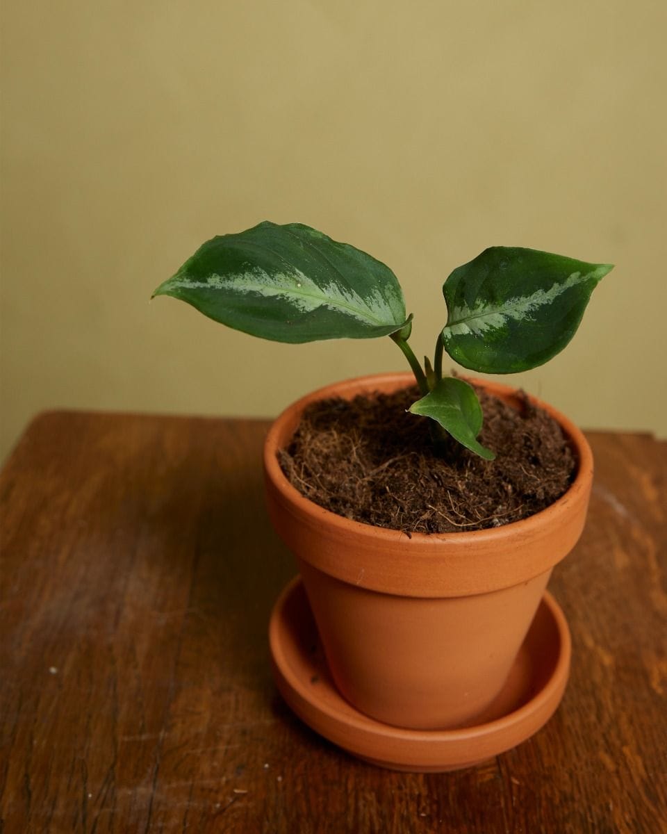Baby Aglaonema Chinese Evergreen Pictum