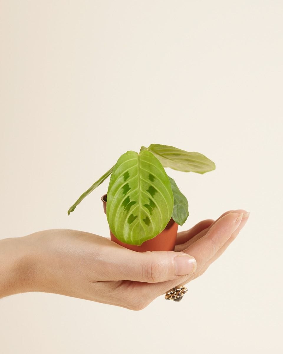 Baby Maranta Prayer Plant Lemon Lime