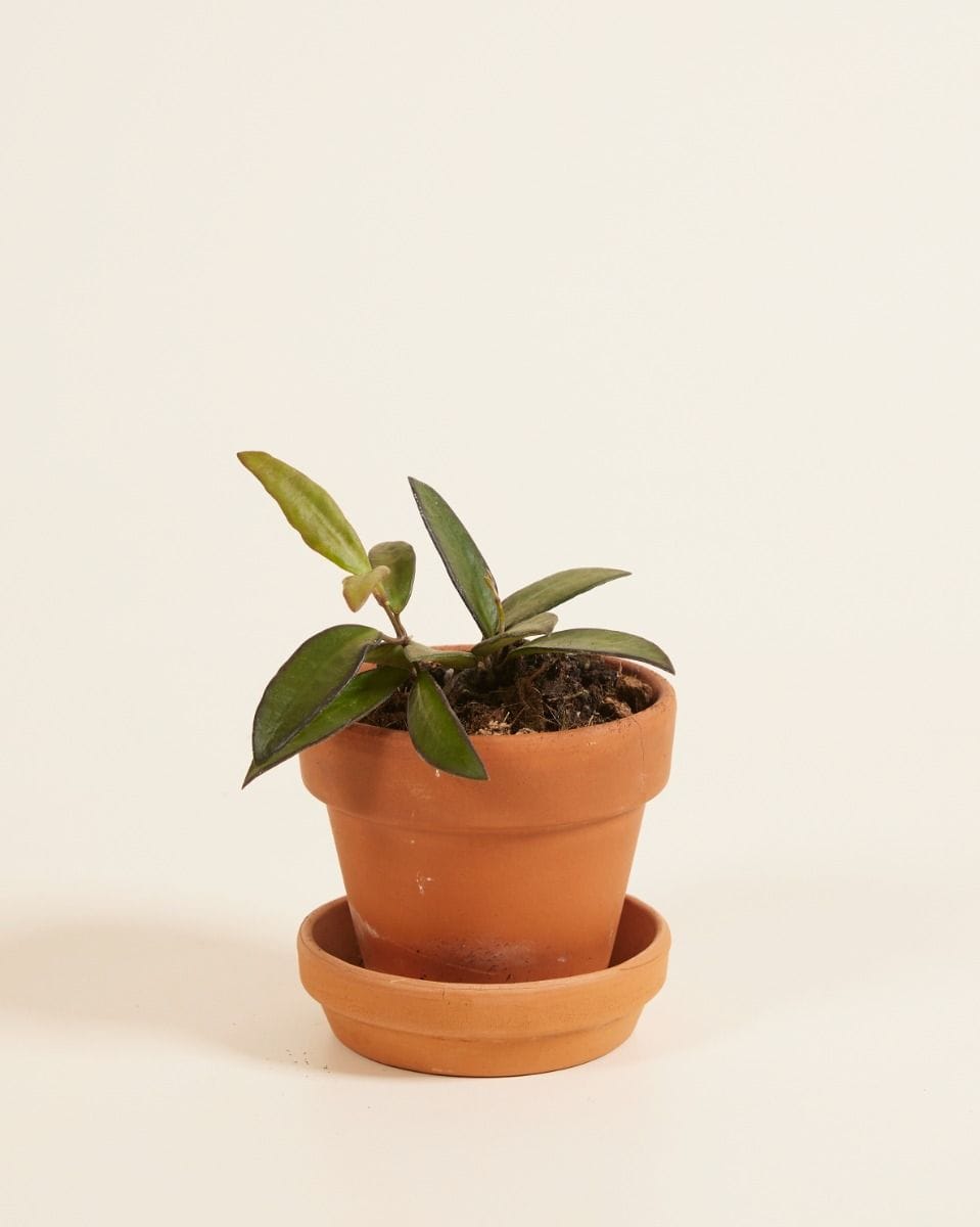 Baby Hoya Wax Flower Tricolor Rosita