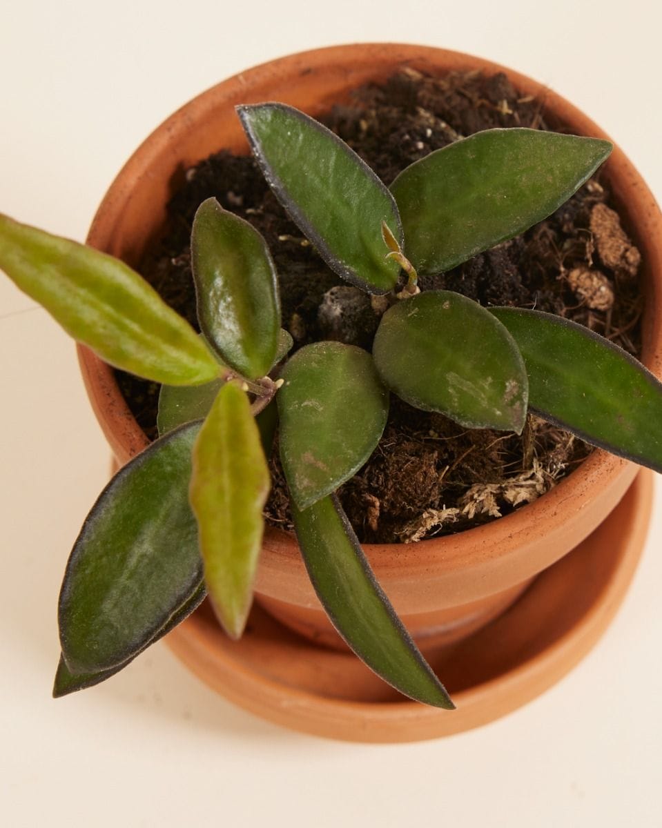 Baby Hoya Wax Flower Tricolor Rosita
