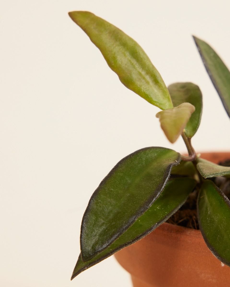 Baby Hoya Wax Flower Tricolor Rosita