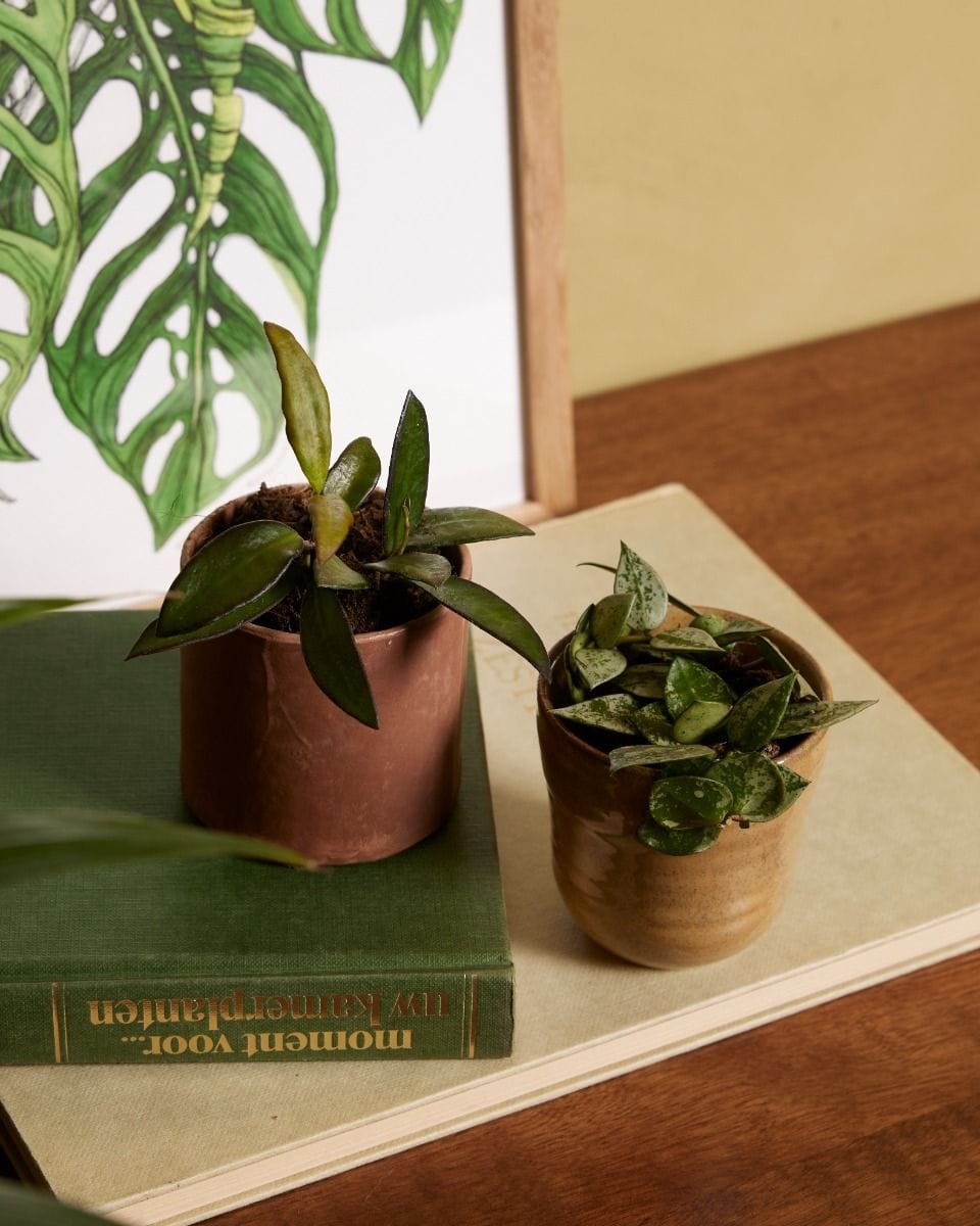 Baby Hoya Wax Flower Tricolor Rosita
