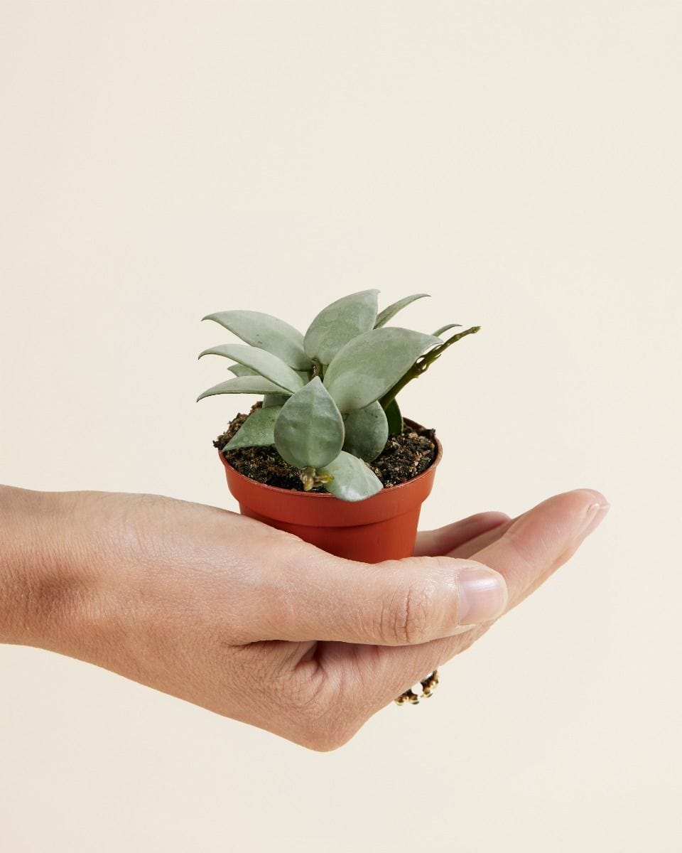 Baby Hoya Wax Flower Krohniana Eskimo