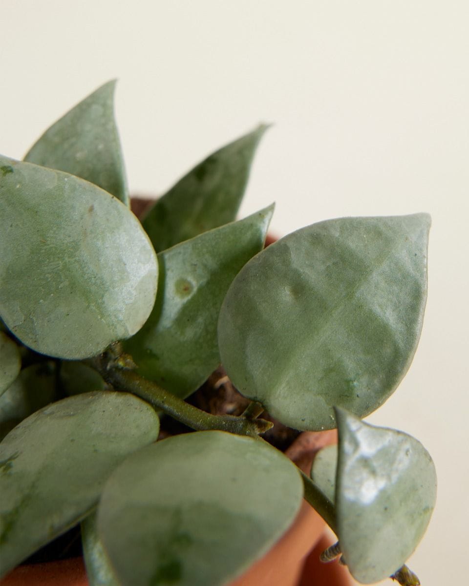 Baby Hoya Wax Flower Krohniana Eskimo