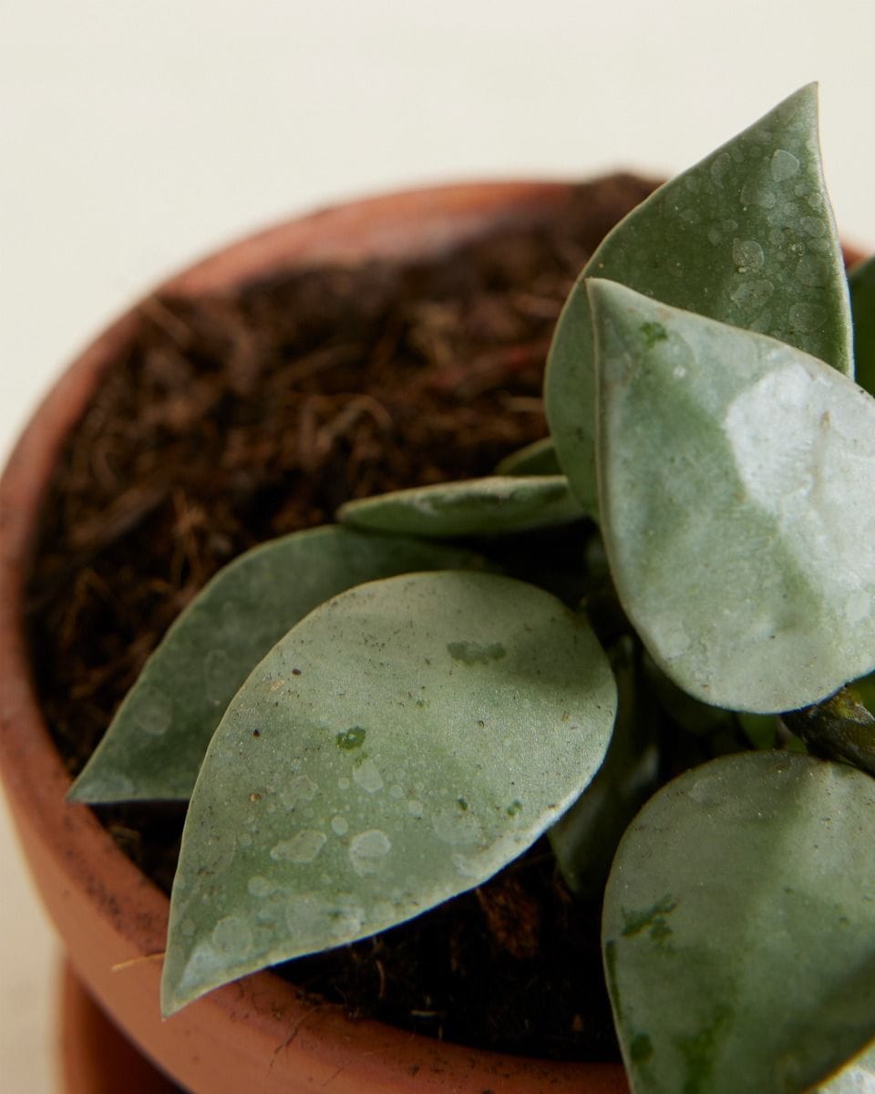 Baby Hoya Wax Flower Krohniana Eskimo