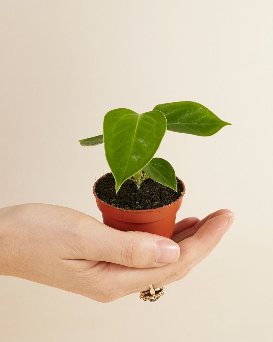 Baby Anthurium King Anthurium  Veitchii
