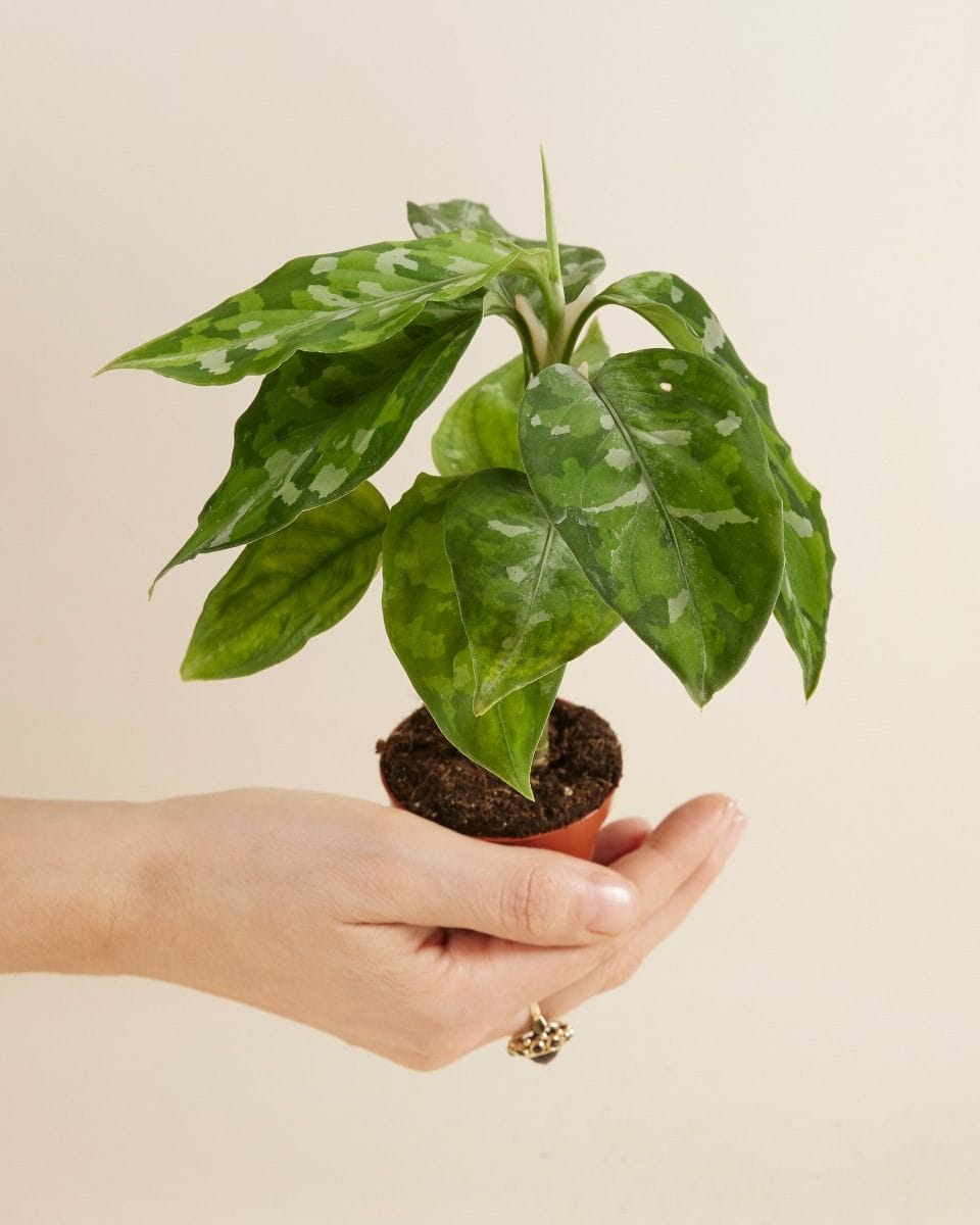 Baby Aglaonema Chinese Evergreen Tricolor