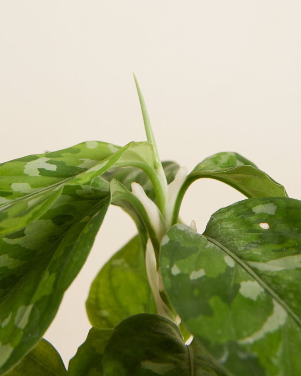 Baby Aglaonema Chinese Evergreen Tricolor