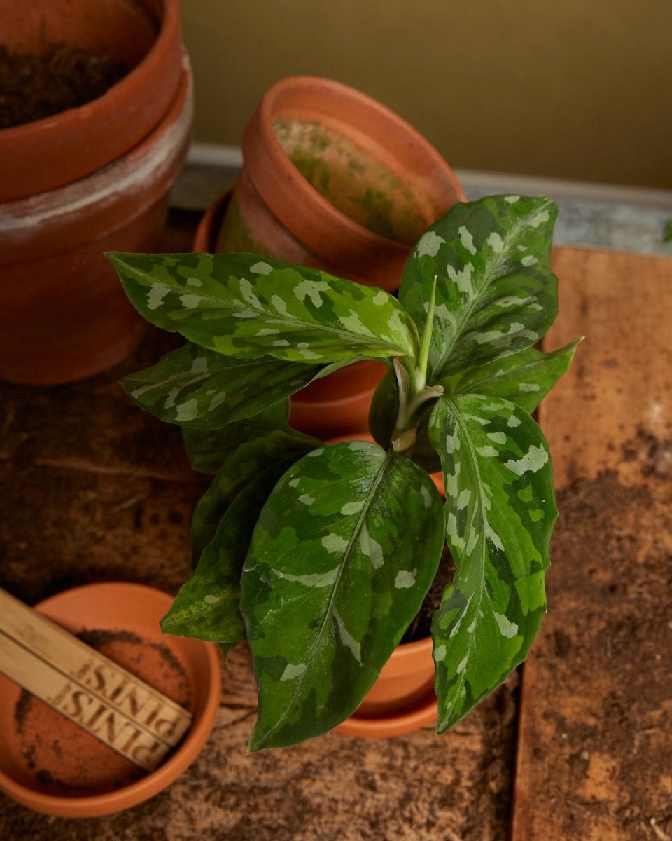 Baby Aglaonema Chinese Evergreen Tricolor