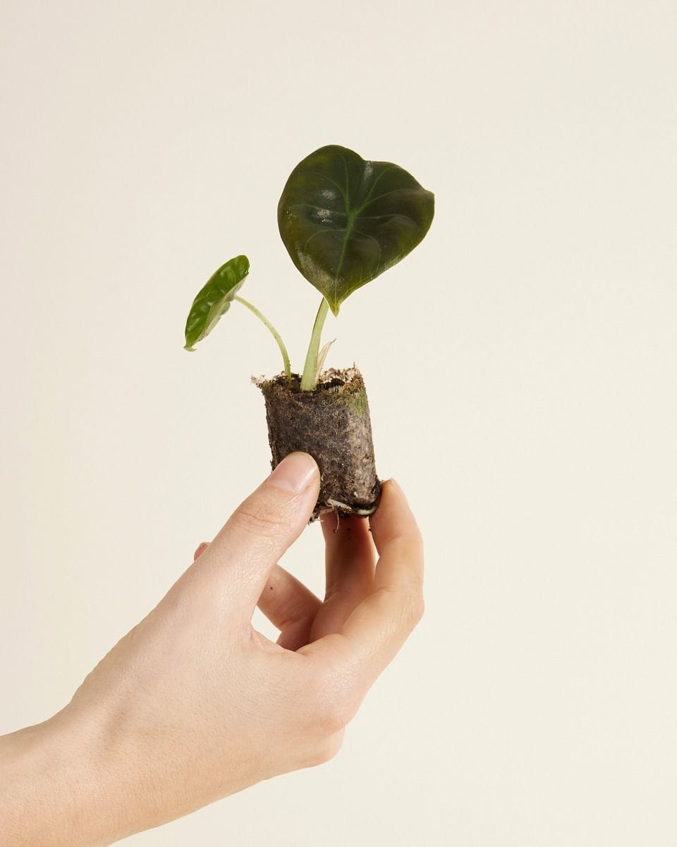 Baby Alocasia Elephant ears Golden Bone