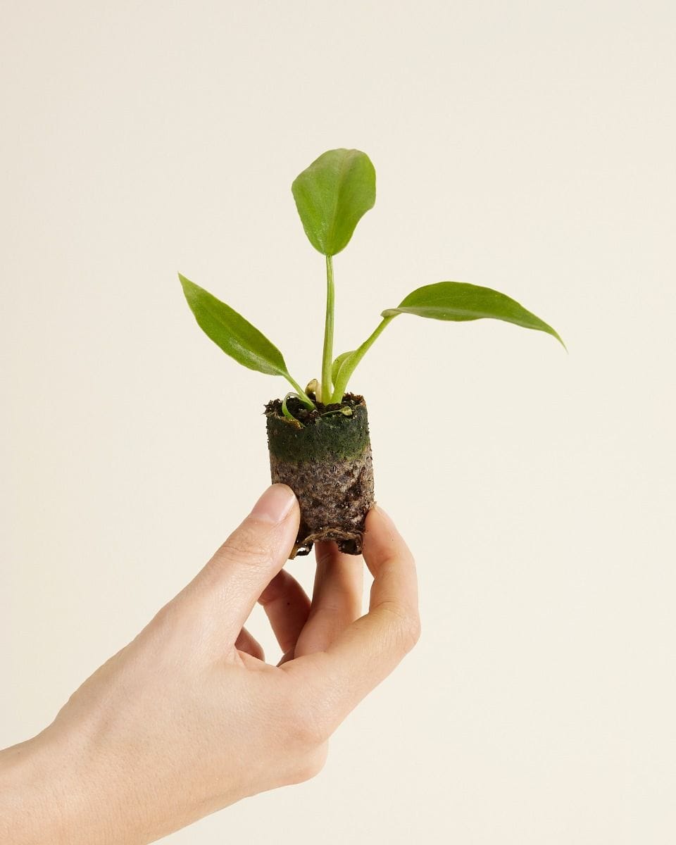 Baby Philodendron Radiatum