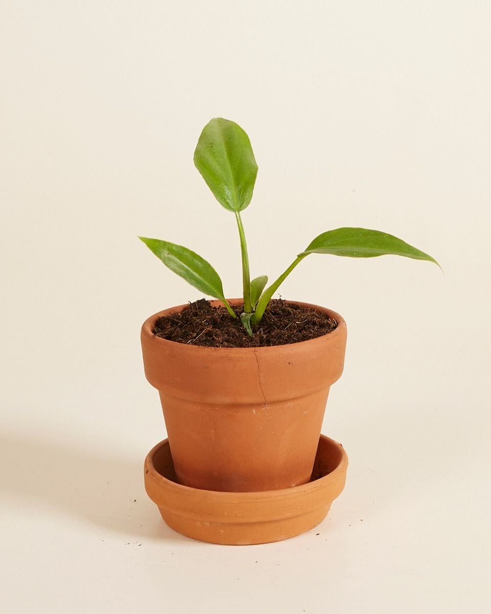 Baby Philodendron Radiatum