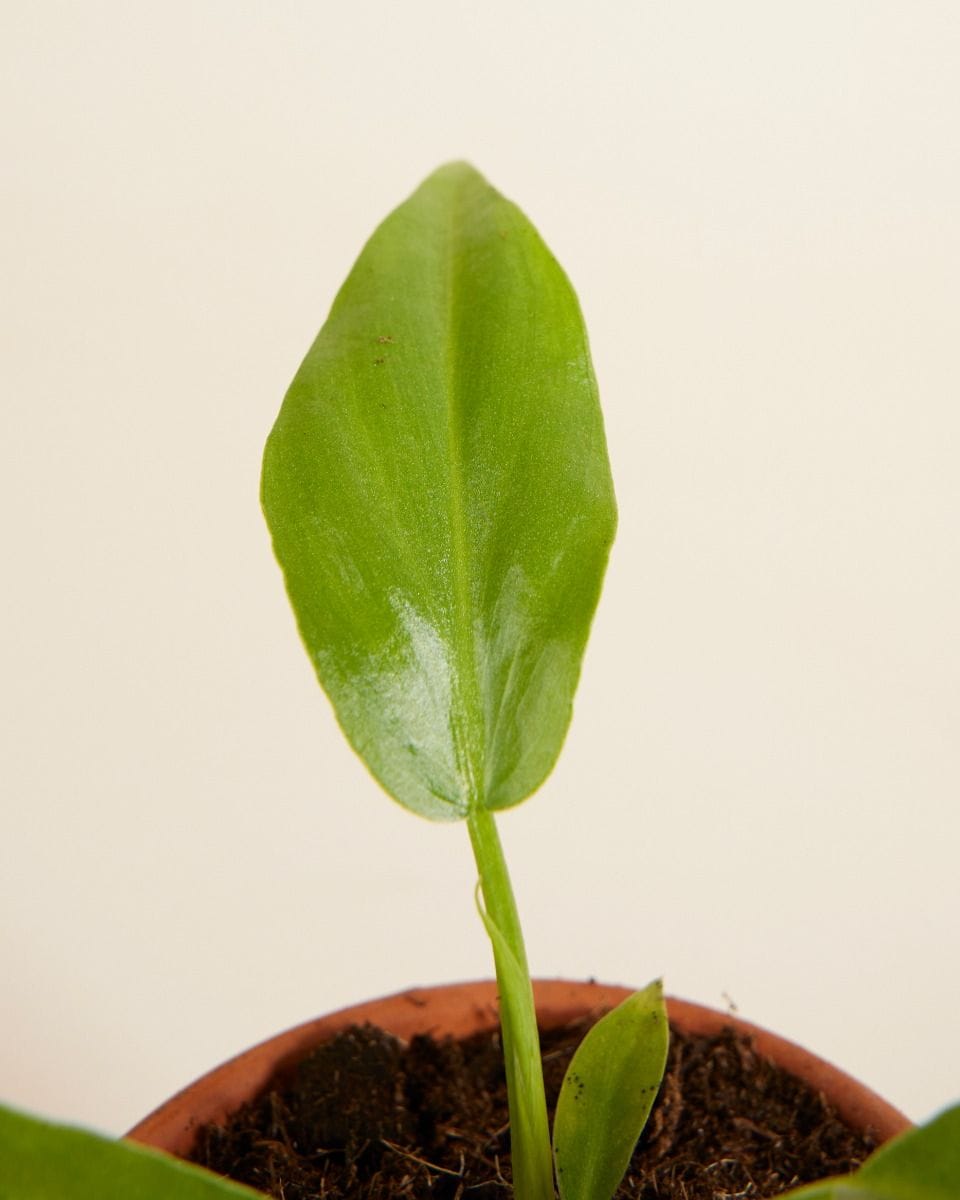 Baby Philodendron Radiatum