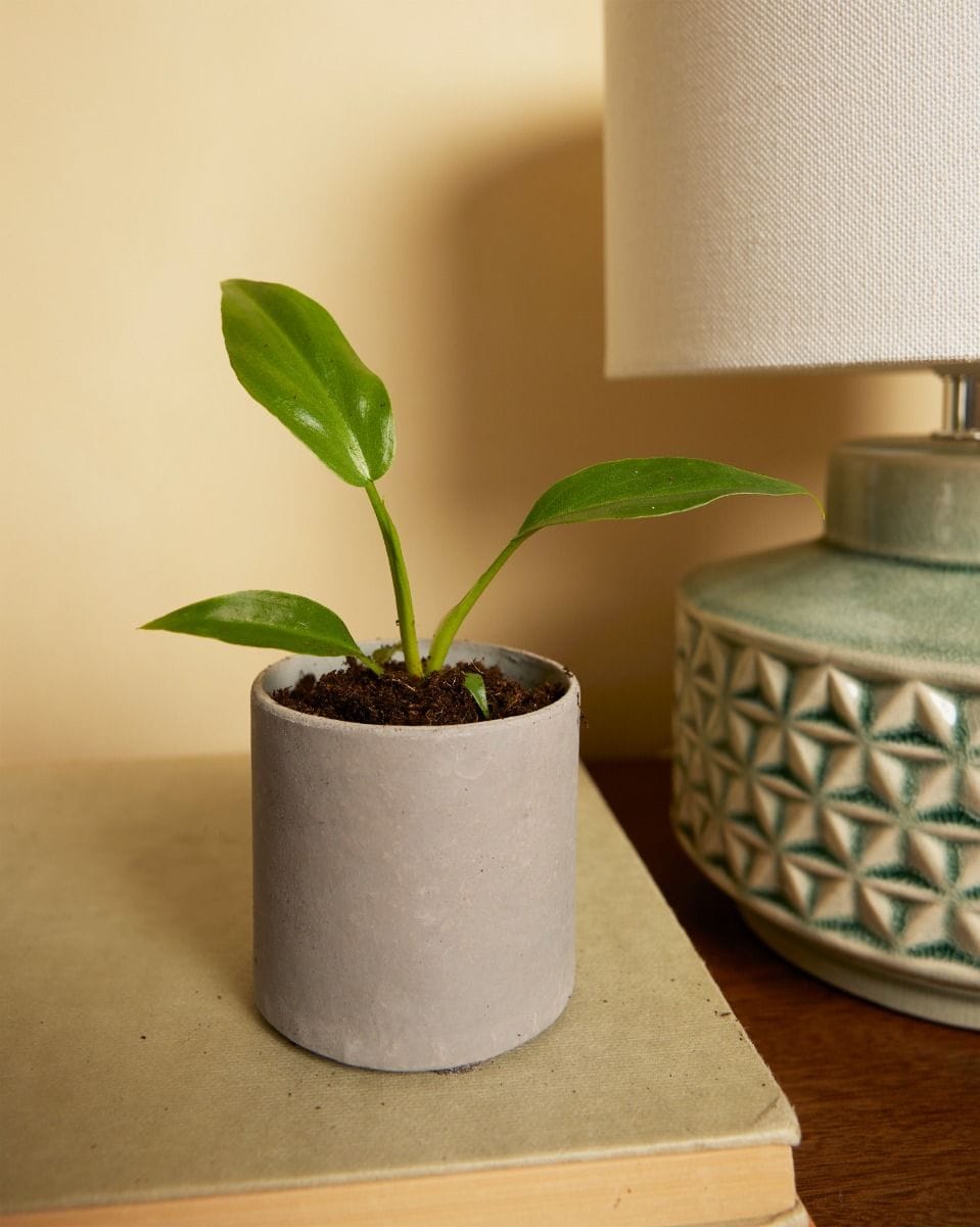 Baby Philodendron Radiatum