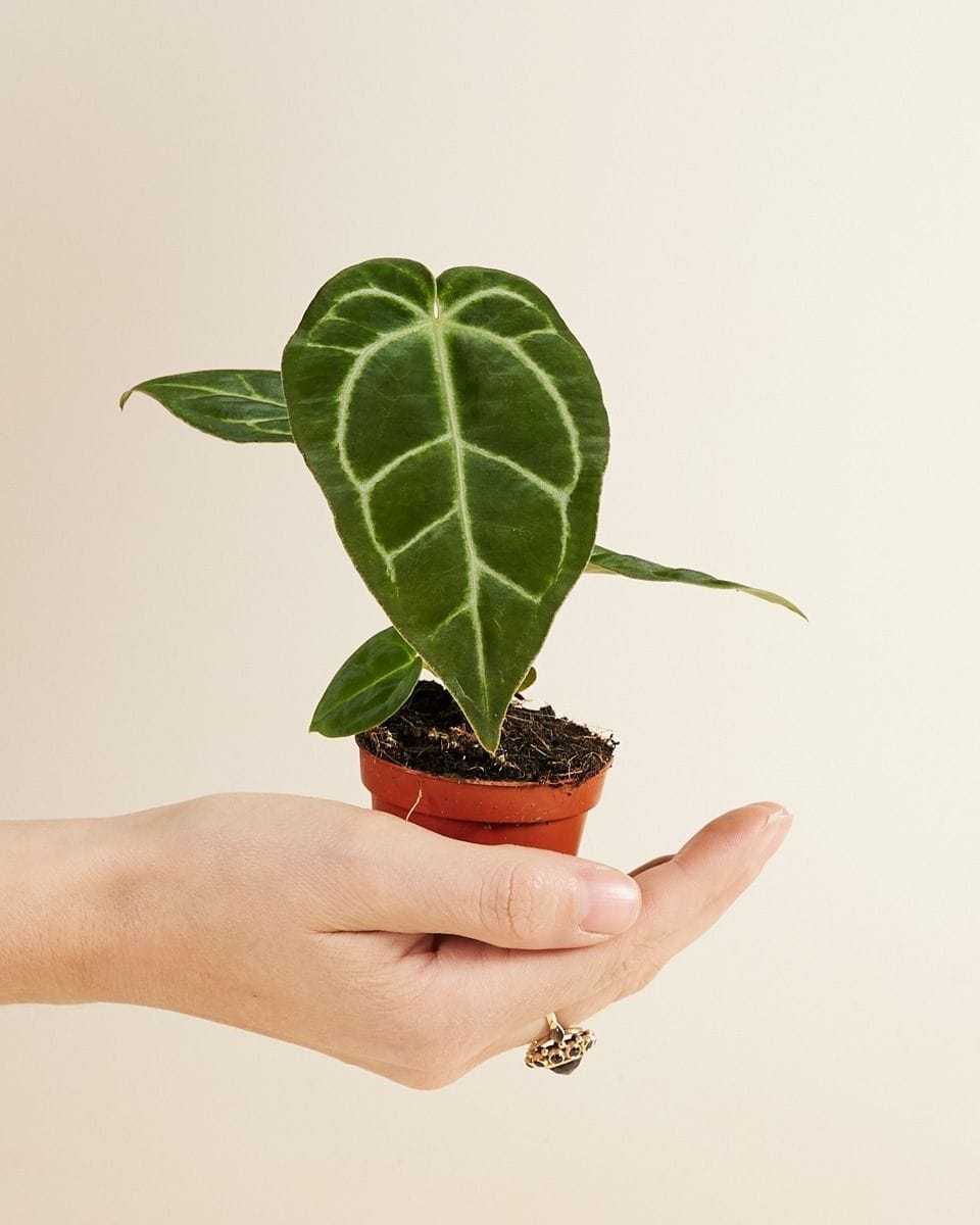 Baby Anthurium Crystallinum x Regale