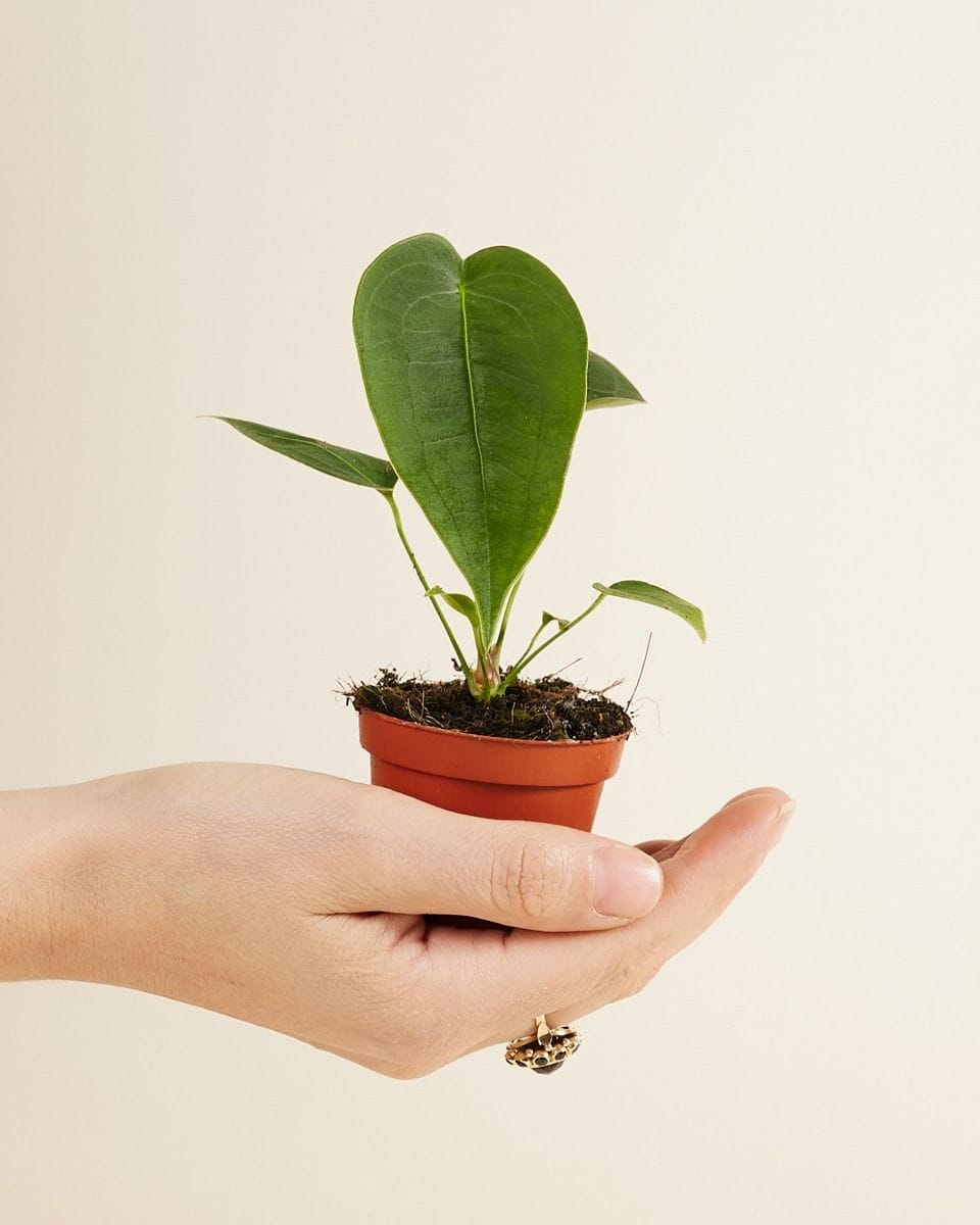 Baby Anthurium Peltigerum