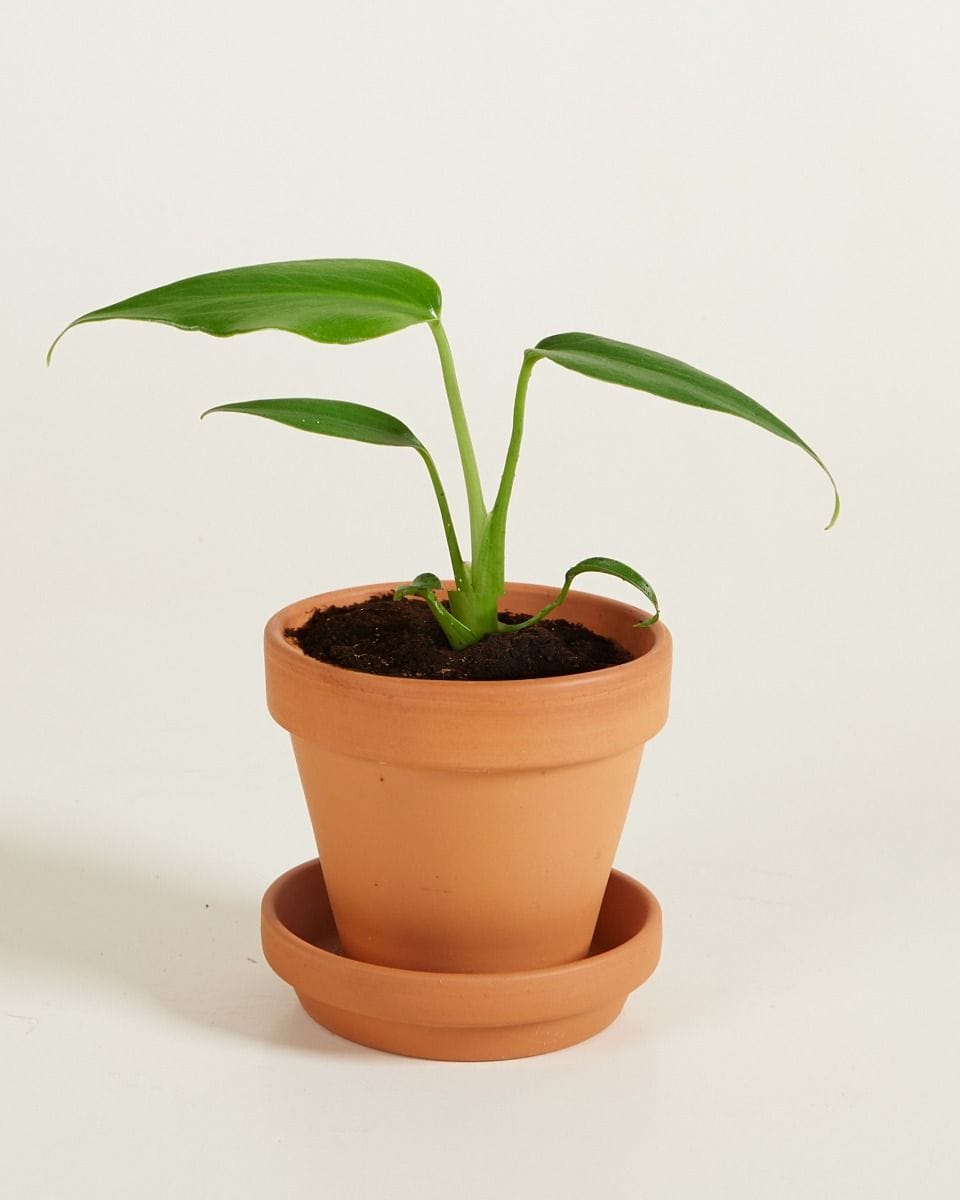 Baby Monstera Burle Marx Flame