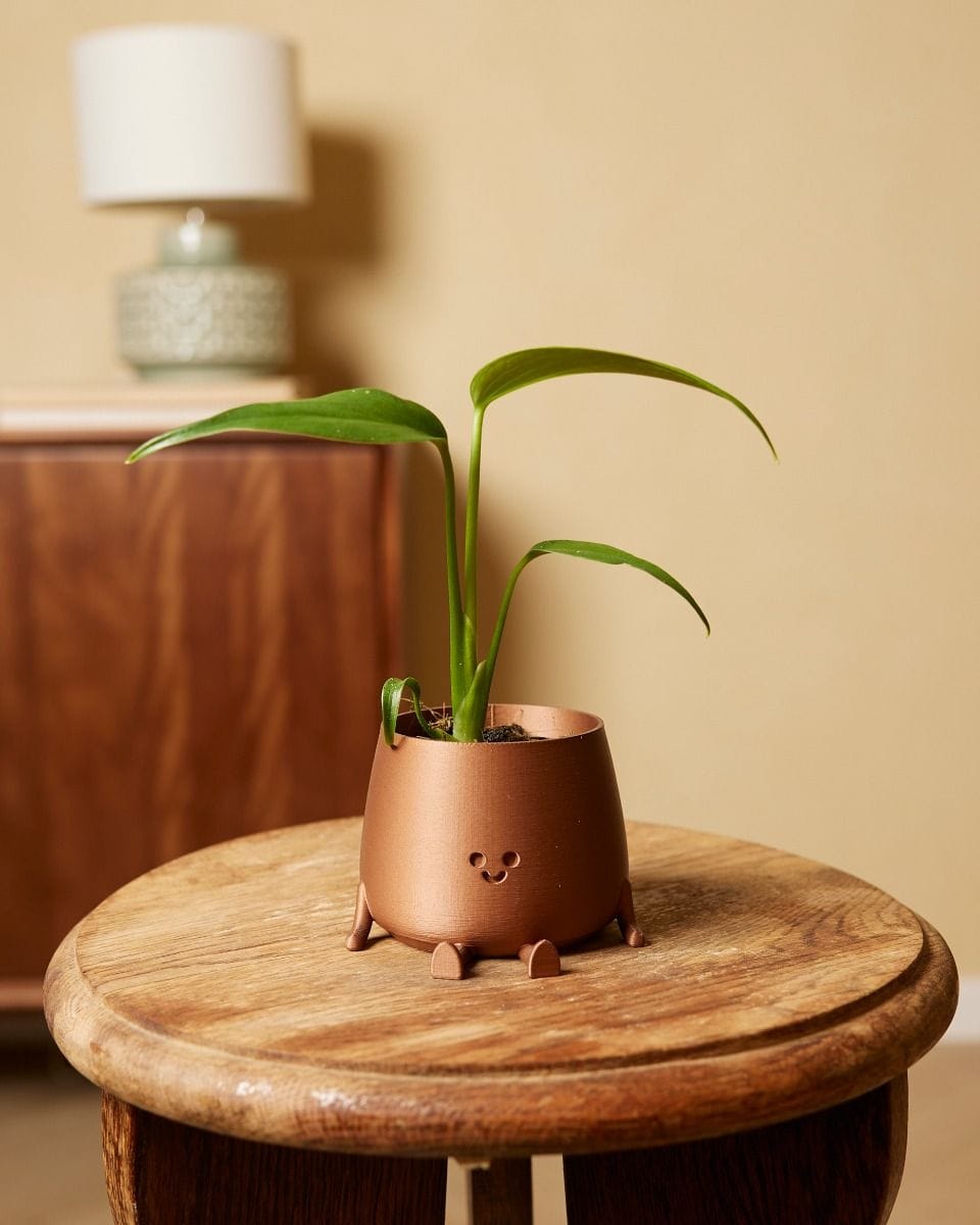 Baby Monstera Burle Marx Flame