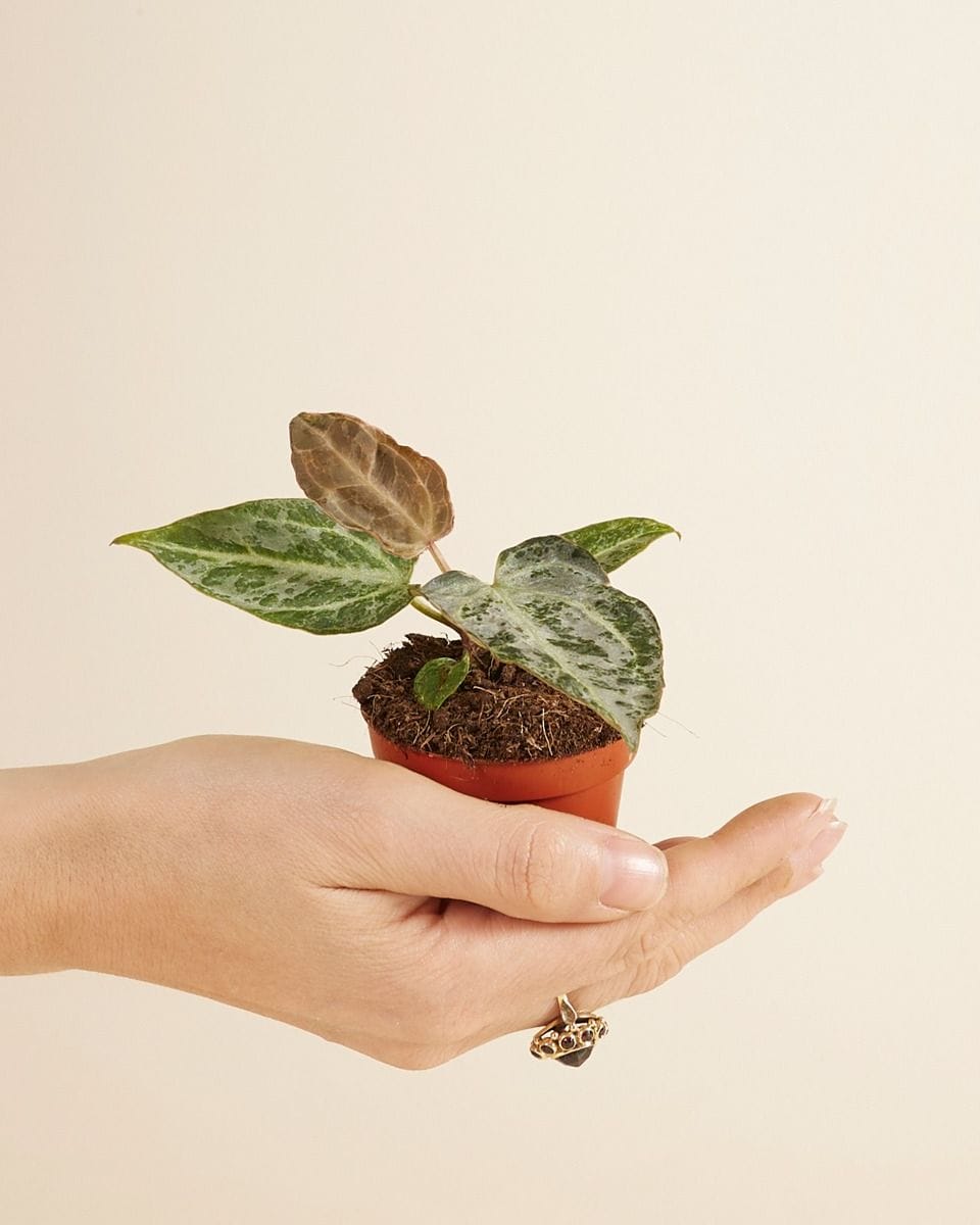 Baby Anthurium Silver Blush Mint