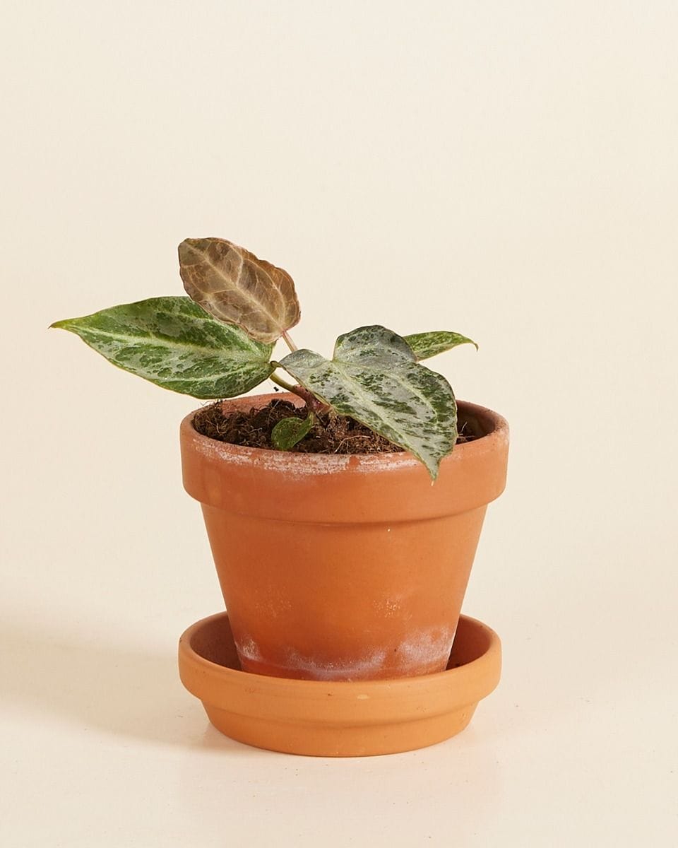Baby Anthurium Silver Blush Mint