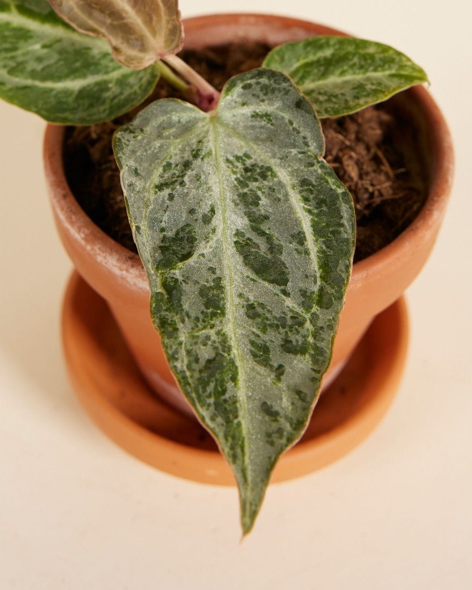 Baby Anthurium Silver Blush Mint