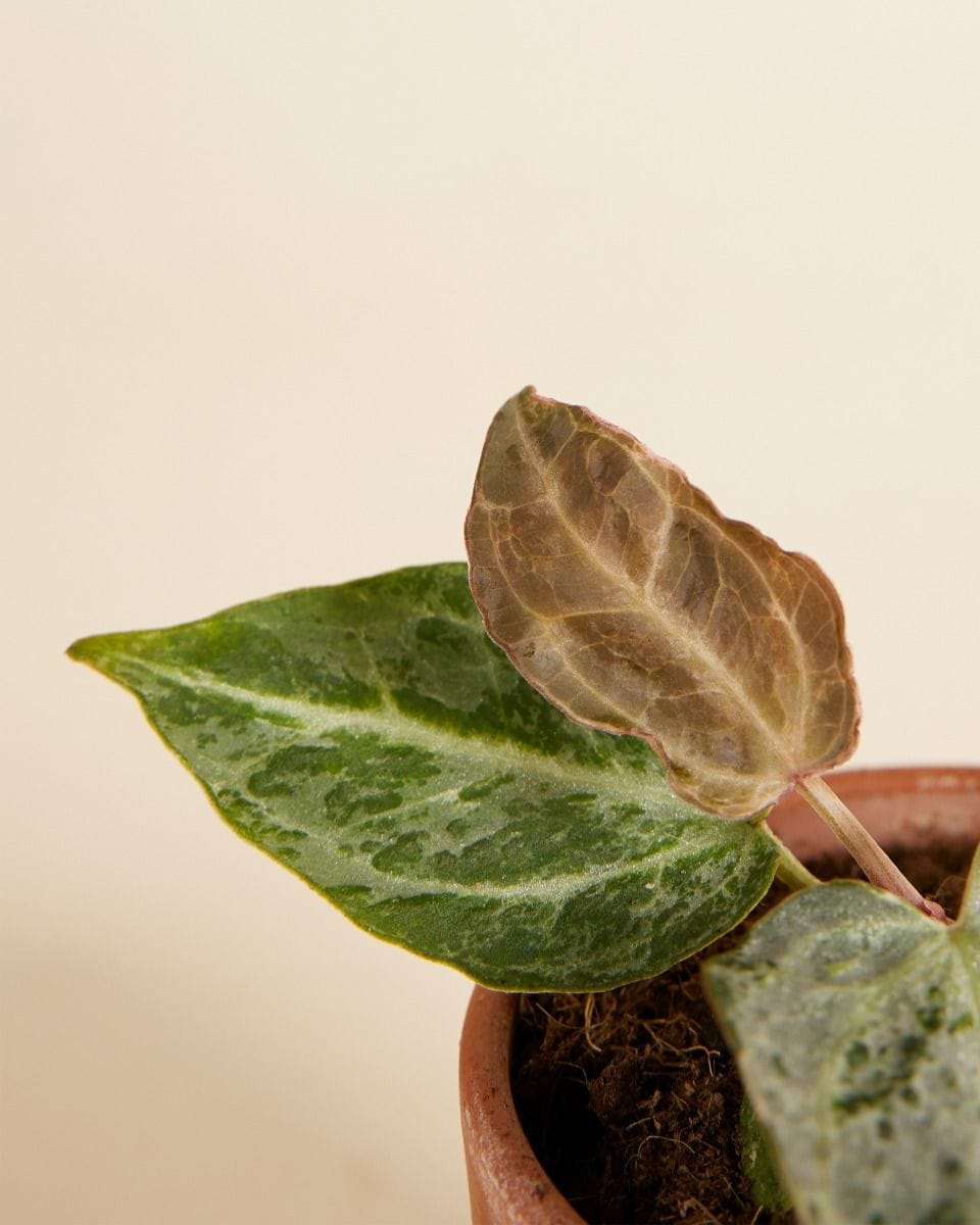 Baby Anthurium Silver Blush Mint